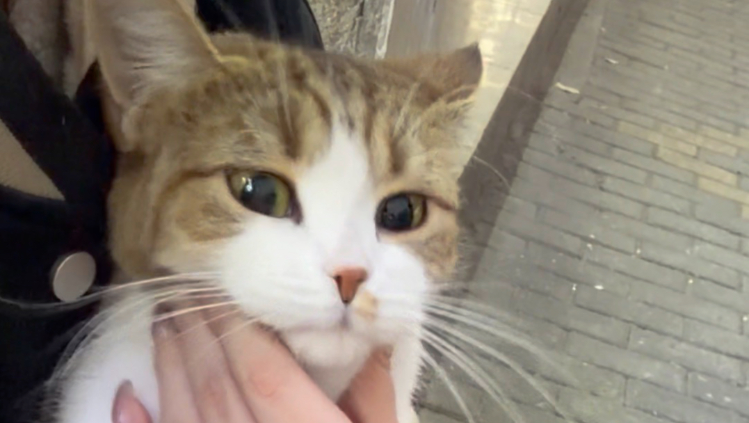 配图