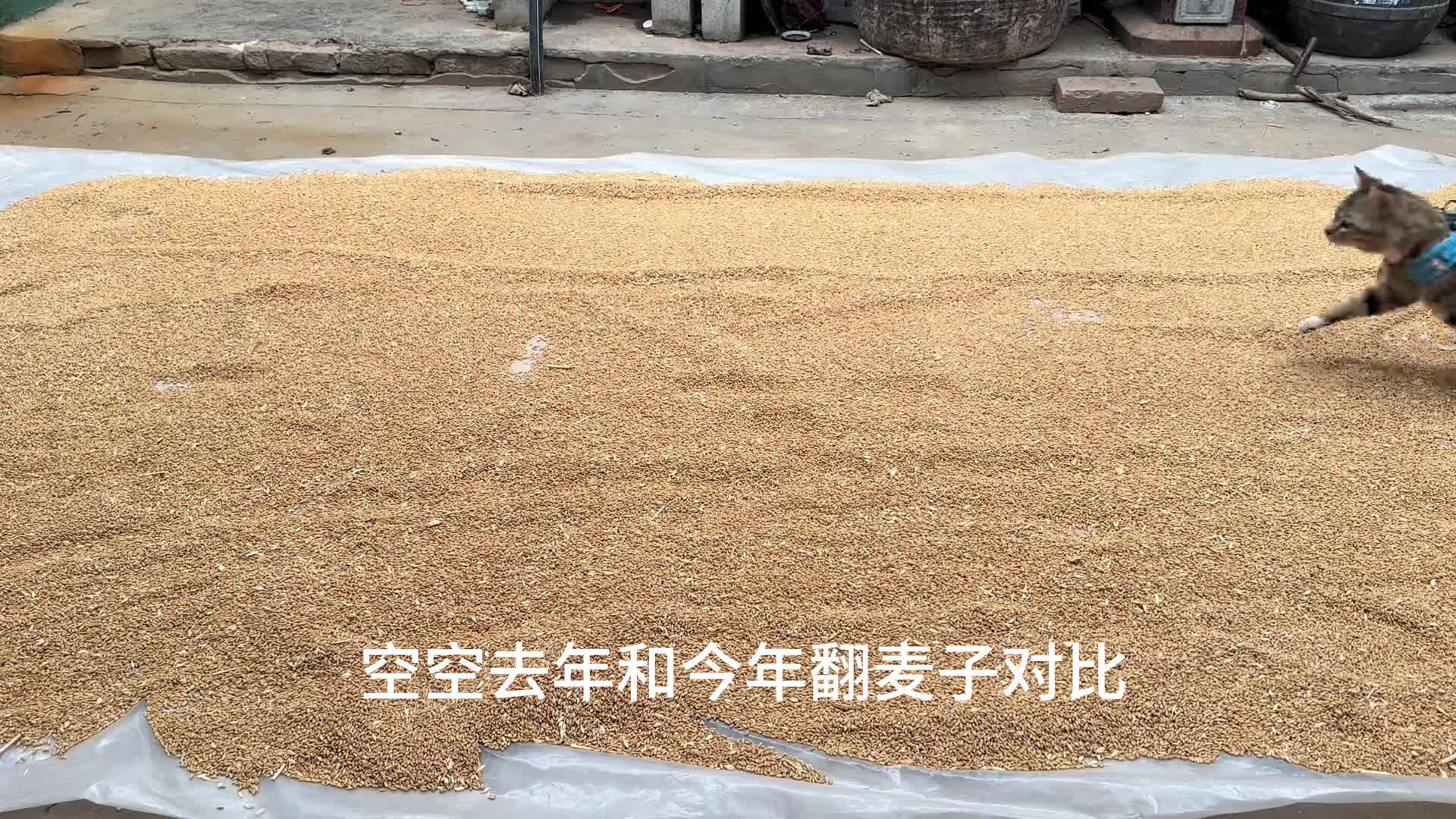 配图
