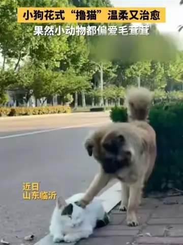 配图