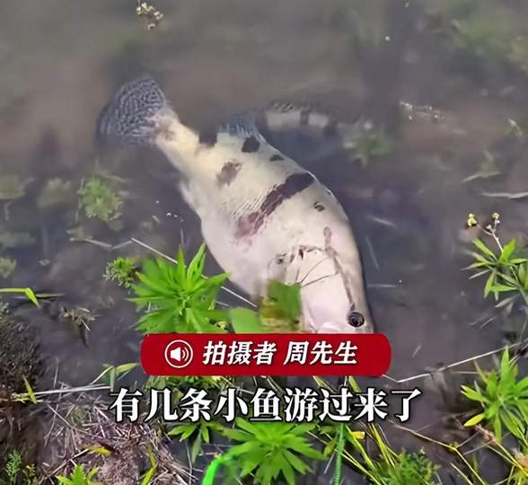 配图
