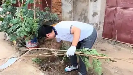 配图